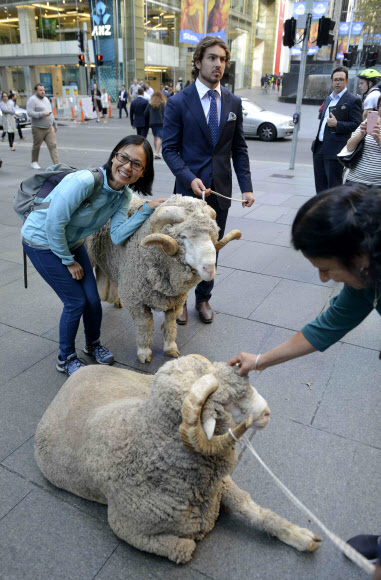 11일(현지시간) 호주 메리노 울을 홍보하고 마케팅하는 기구인 ‘AWI(Australian Wool Innovation)’의 관계자들이 메리노양을 선보이기 위해 양들을 끌고 시드니 업무지구 한복판을 지나고 있다. AFP 연합뉴스