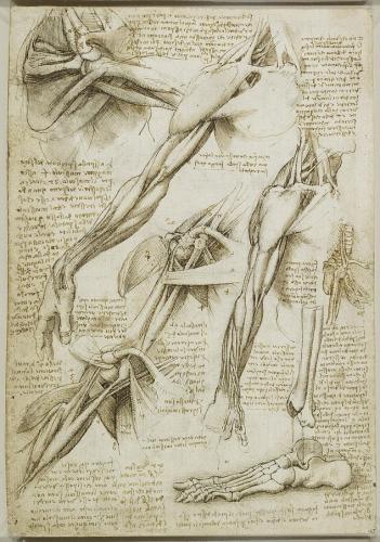 인체의 구성과 구조를 이해하기 위해 해부학적 구조와 근육조직을 분석하고 인체 기관을 연구했던 다빈치의 스케치