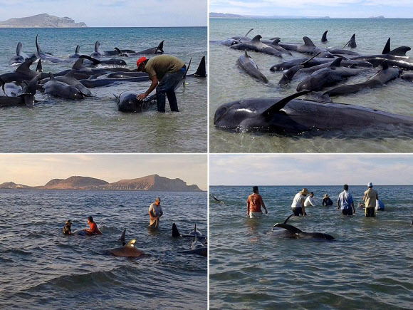 16일(현지시간) 태평양과 캘리포니아 만 사이에 있는  반도인 멕시코 바하 캘리포니아에서 둥근머리 돌고래 24마리가 폐사했다. EPA=연합뉴스