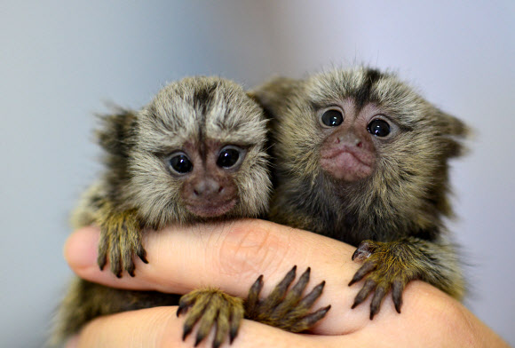 멸종위기 ’비단원숭이’