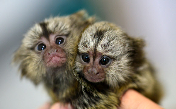 멸종위기 ’비단원숭이’