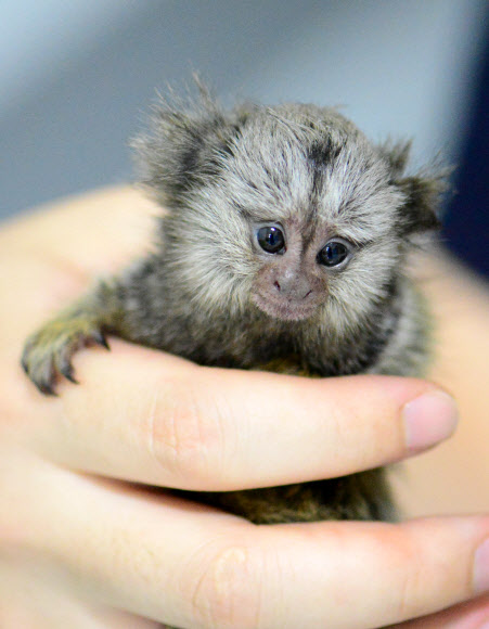 멸종위기 ’비단원숭이’