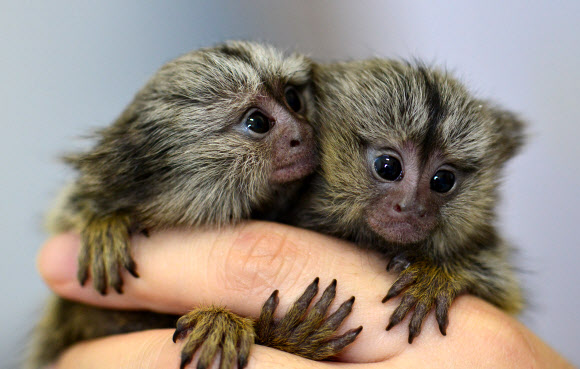 멸종위기 ’비단원숭이’