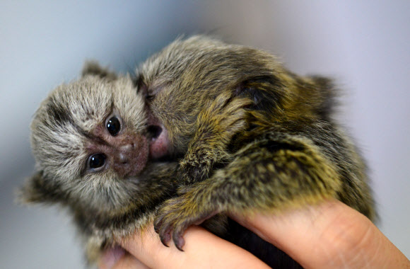 멸종위기 ’비단원숭이’