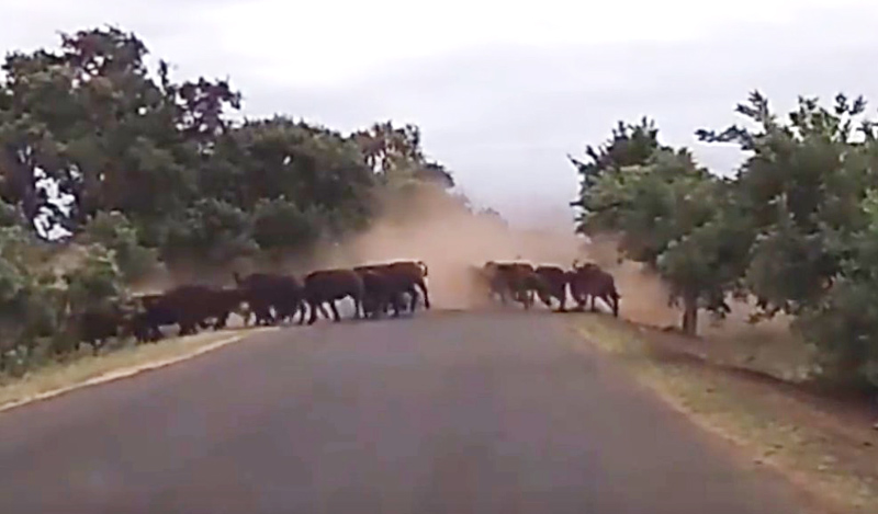 유튜브 영상 캡처