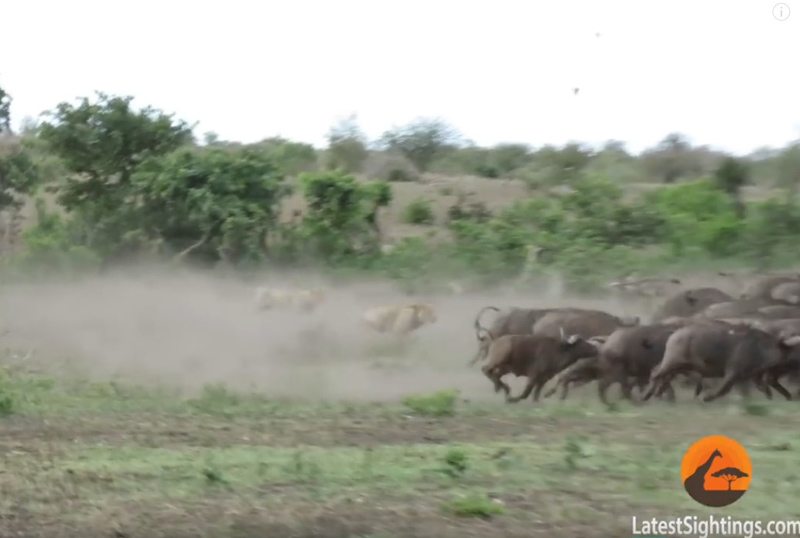 유튜브 영상 캡처