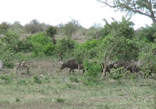 유튜브 영상 캡처