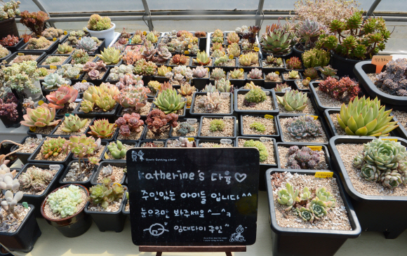 에버그린 하우스 한편에 다육식물이 자라고 있는 화분들이 옹기종기 모여 있다. 안주영 기자 jya@seoul.co.kr
