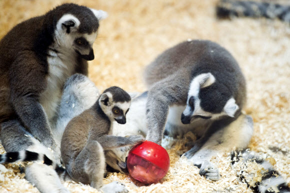 화목한 알락꼬리여우원숭이 가족