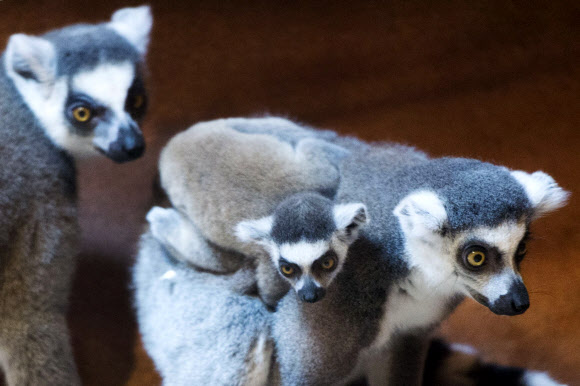 화목한 알락꼬리여우원숭이 가족