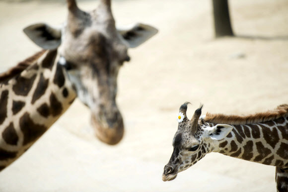 목이 긴 기린 가족