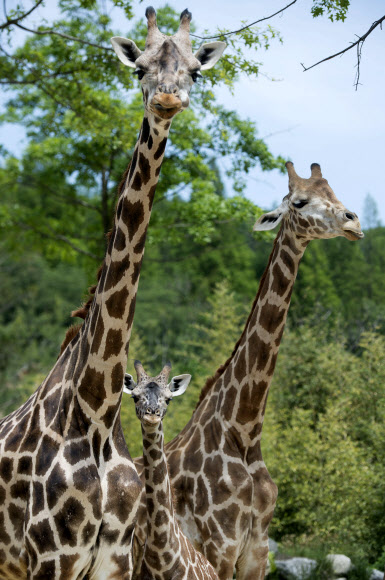 목이 긴 기린 가족