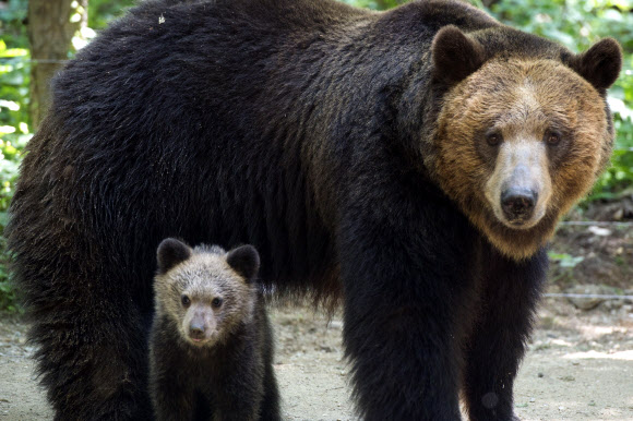 우리는 불곰 가족
