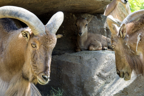 휴식 취하는 바바리양 가족