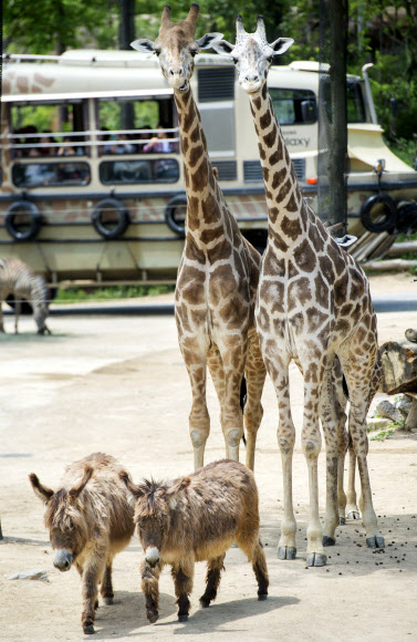 기린 부부와 당나귀 부부의 나들이
