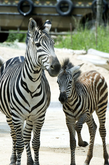 다정한 얼룩말 가족