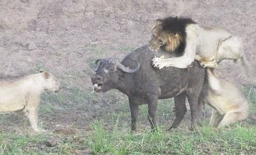 유튜브 영상 캡처