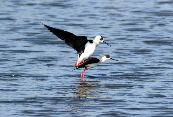 장다리물떼새의 사랑