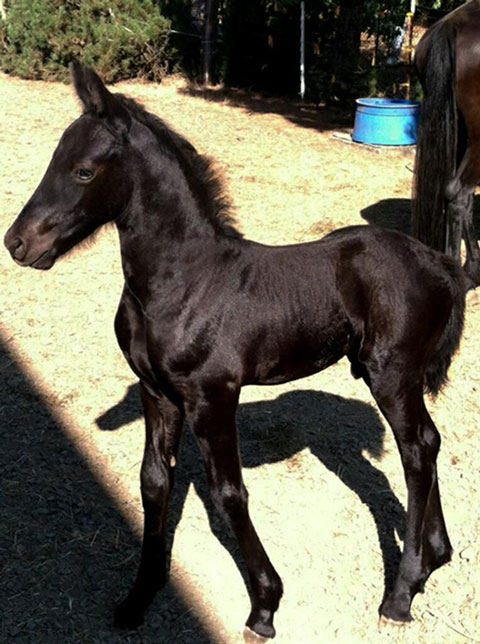 지난해 8월에 낳은 ‘프레더릭 그레이트’의 첫 번째 자식 본(Vaughn).