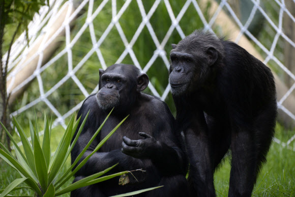 ‘마음에 드는군!’ 새로운 보금자리로 이동한 침팬지 가족