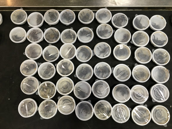 공항으로 밀반입된 맹독성 ’애완용’ 거미