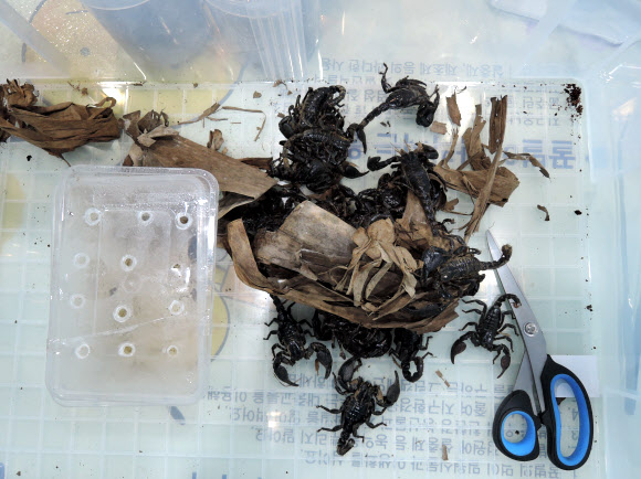 공항으로 밀반입된 맹독성 ’애완용’ 전갈