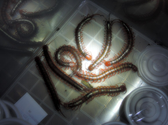 공항으로 밀반입된 맹독성 ’애완용’ 지네