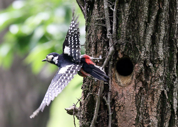 오색딱따구리의 바쁜 날갯짓