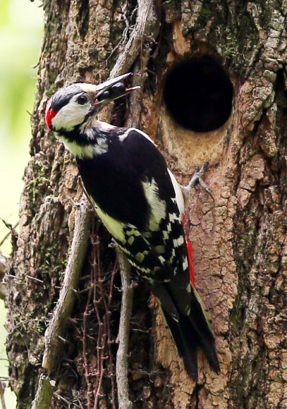 먹이 물어 온 오색딱따구리