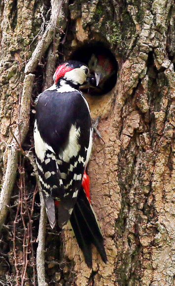 ’많이 먹고 어서 자라거라’