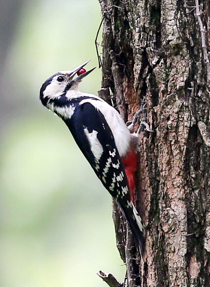 먹이 물어 온 오색딱따구리