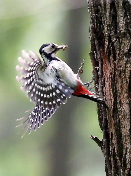 오색딱따구리의 모정