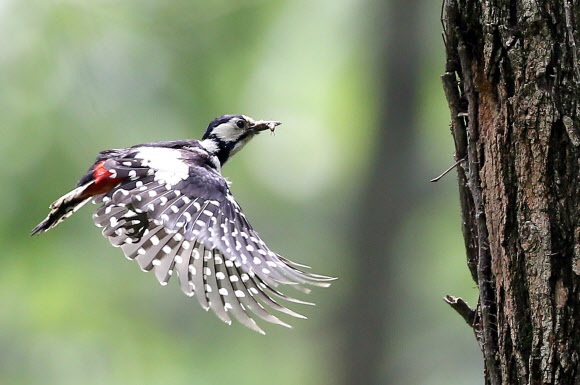 오색딱따구리의 모정