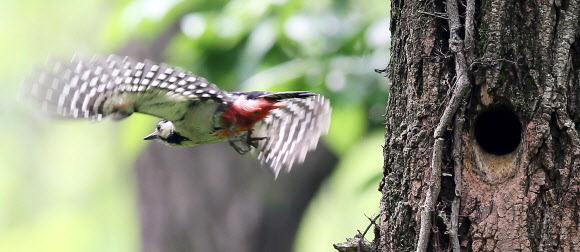 오색딱따구리의 바쁜 날갯짓