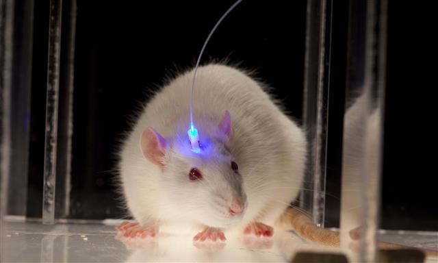 빛에 반응하는 단백질과 연결한 광센서를 삽입한 생쥐의 모습.  미 스탠퍼드대 제공