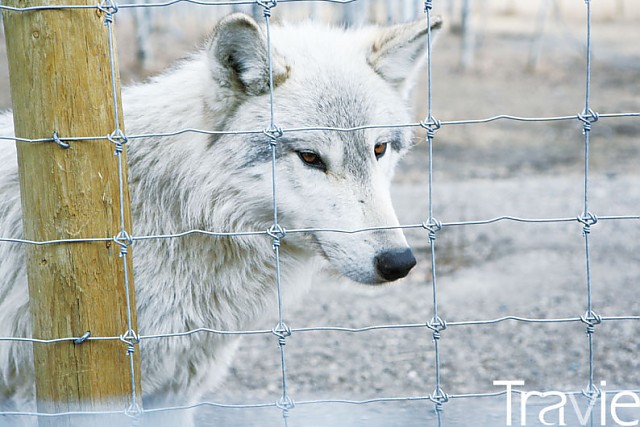 늑대 성향이 낮은 늑대개들은 개와 비슷해 사람에게 친근하다.