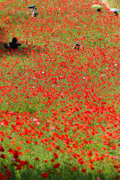 ’꽃밭에 숨어라’