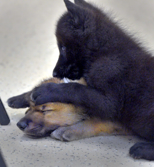 지난달 31일(현지시간) 미국 서배너의 오트랜드 섬 야생동물 센터에서 한 새끼 늑대가 쉬고 있는 다른 새끼 늑대에게 장난을 치고 있다. AP 연합뉴스