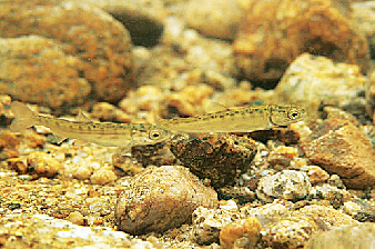 연어 치어. 국립생물자원관 제공  