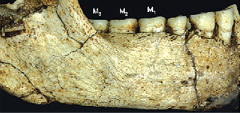 2014년 10월 인도네시아 플로레스섬에서 발견된 호빗족의 이빨 화석. 네이처 제공