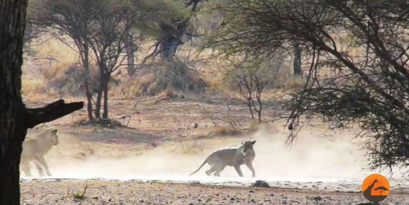 유튜브 영상 캡처, Kruger Sightings