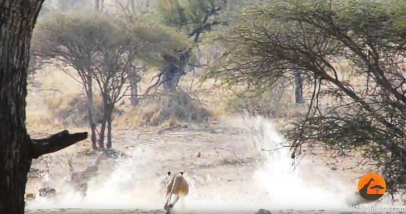 유튜브 영상 캡처, Kruger Sightings