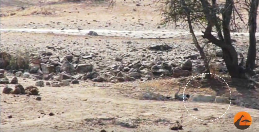 유튜브 영상 캡처, Kruger Sightings