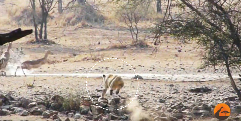 유튜브 영상 캡처, Kruger Sightings