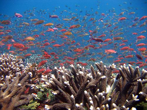 또다른 세계인 바닷 속에서 형형색색의 물고기들이 산호 속을 헤엄치며 관광객들을 유혹하고 있다.