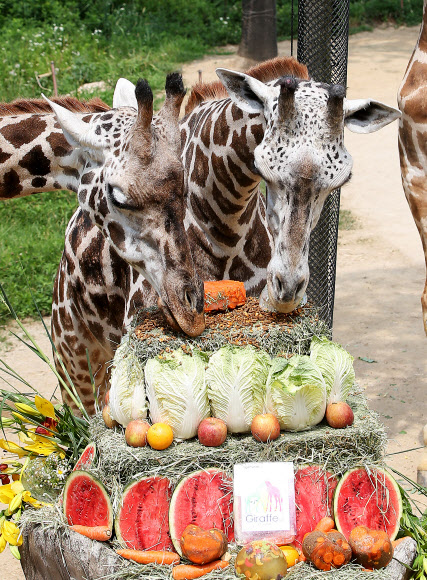 오늘은 세계 기린의 날
