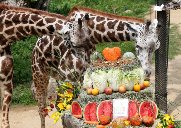 기린의 무더위 특식