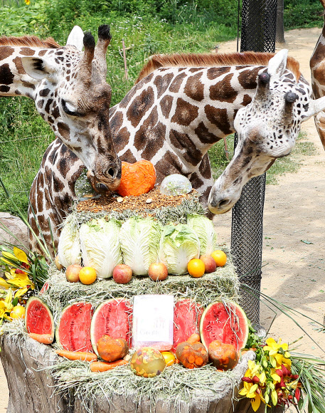 오늘은 세계 기린의 날