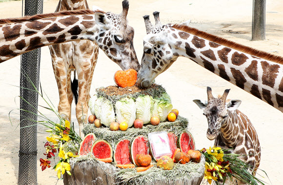 오늘은 세계 기린의 날