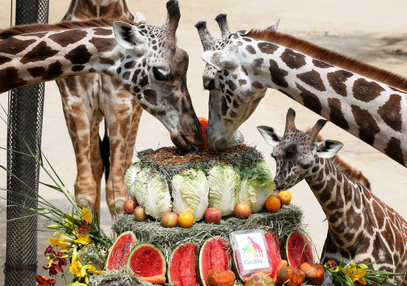 기린의 무더위 특식